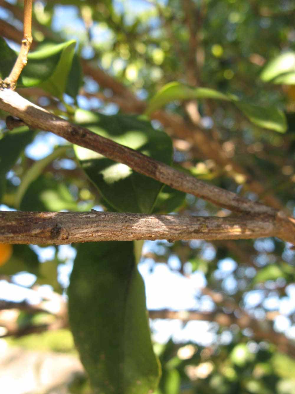              Second - third year twig (Winter Haven,   FL)       